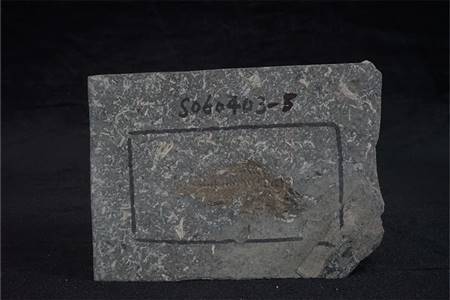 三水盆地洞庭鳜化石标本（布心组）