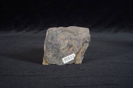 三水盆地鳄鱼牙齿化石标本（南庄、紫洞）